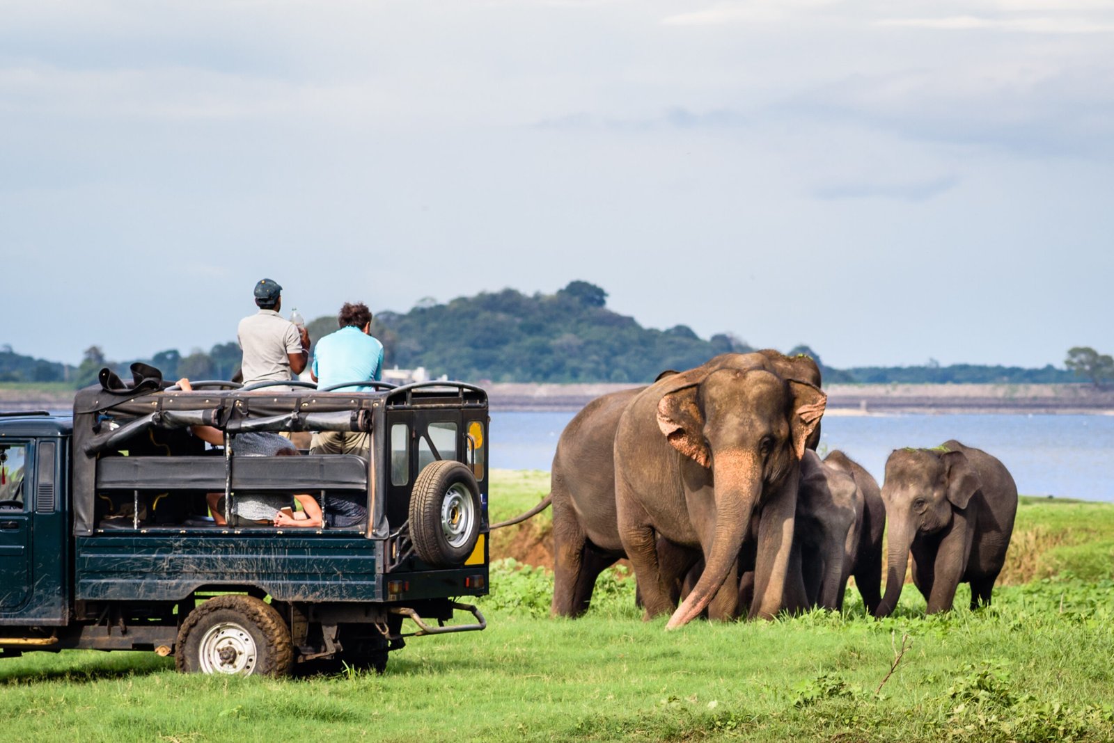 Services elepahants safari in minneriya, sri lanka mother asian elephant protects here baby elephants from tourist safari jeep in minneriya national park near kaudulla park and dambulla in sri lanka.
